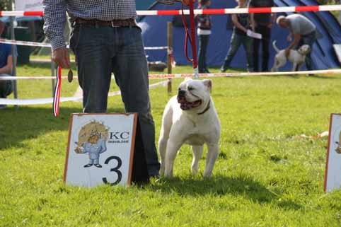 Amerikaanse bulldog